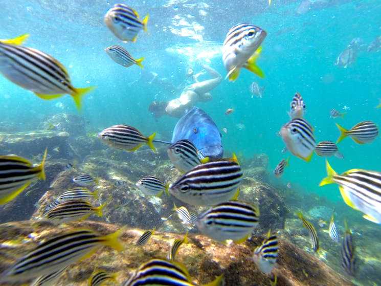 Manly Snorkeling Tour EcoTreasures