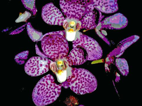 The Illawarra Native Orchid Society Late Spring Show
