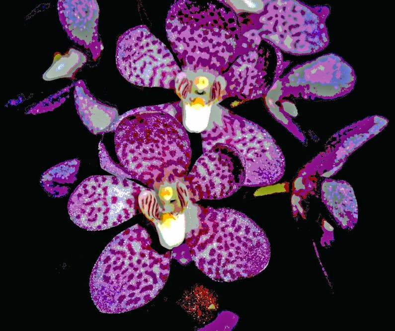 Image of the event 'The Illawarra Native Orchid Society Late Spring Show'