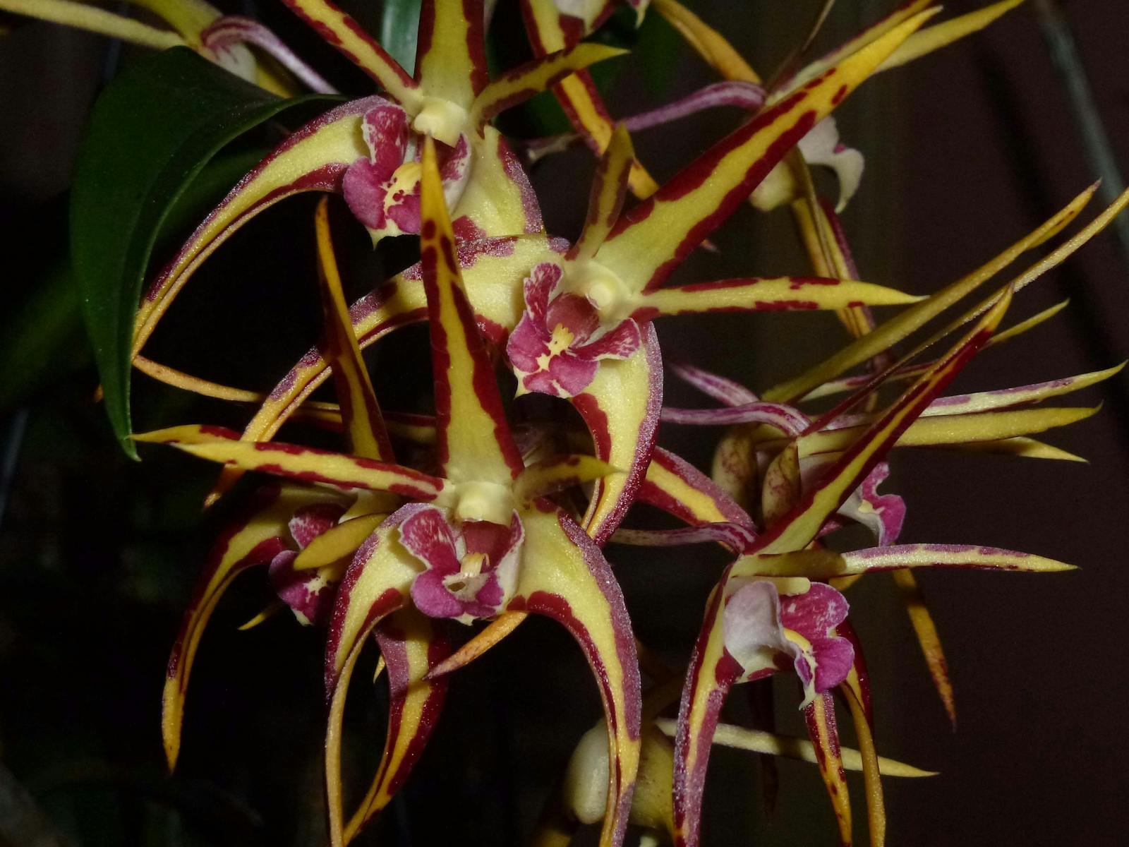 The Illawarra Native Orchid Society Late Spring Show