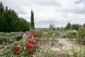 Crystal Brook Lavender Farm