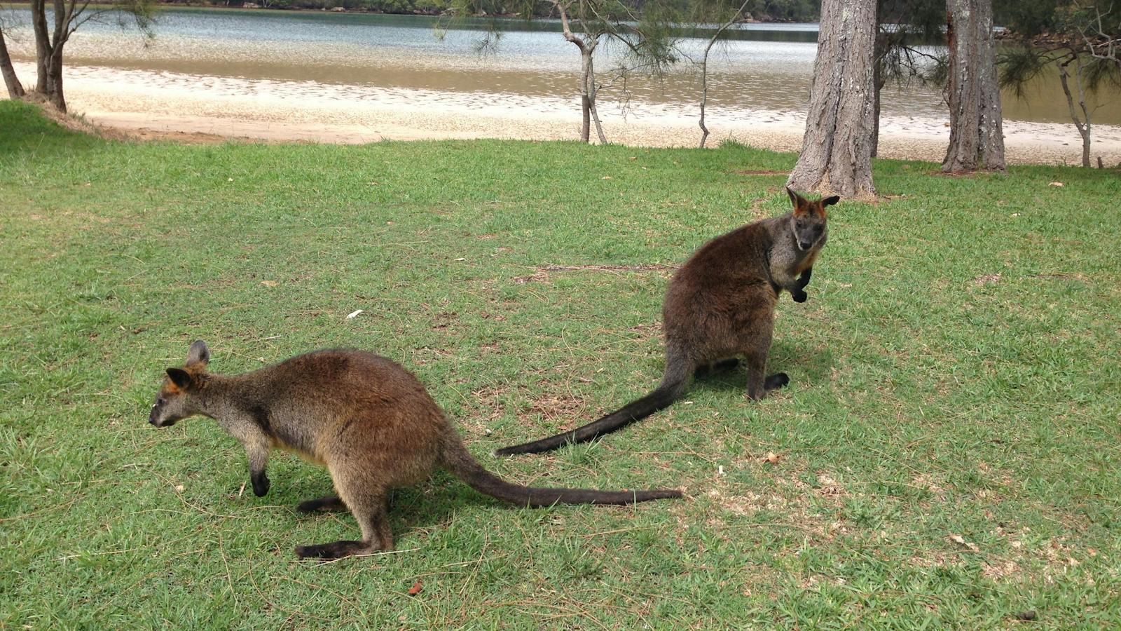 Sydney Private Touring