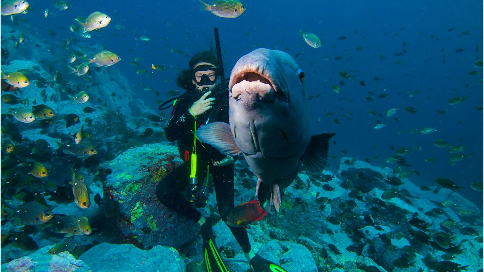 Underwater Safaris