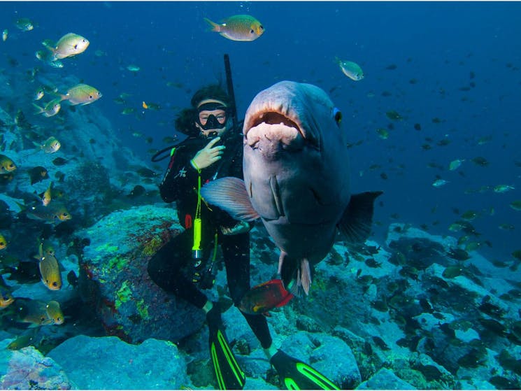 Underwater Safaris