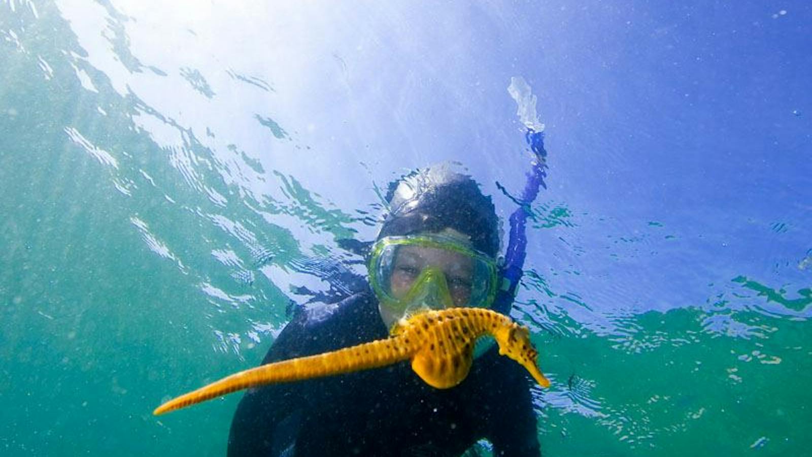 Underwater Safaris