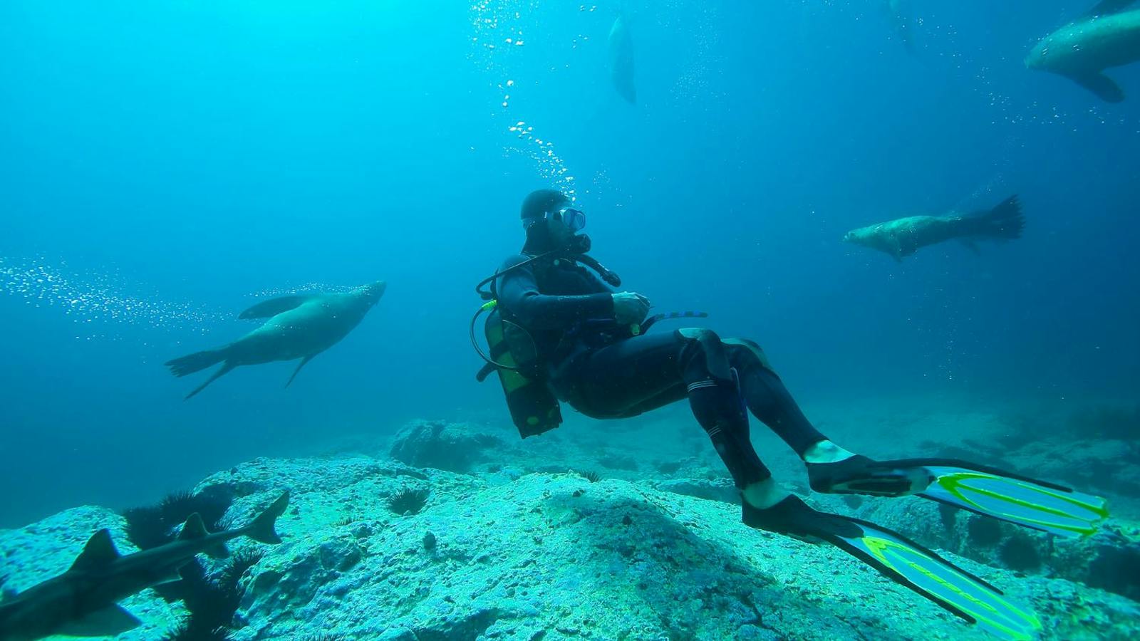 Underwater Safaris