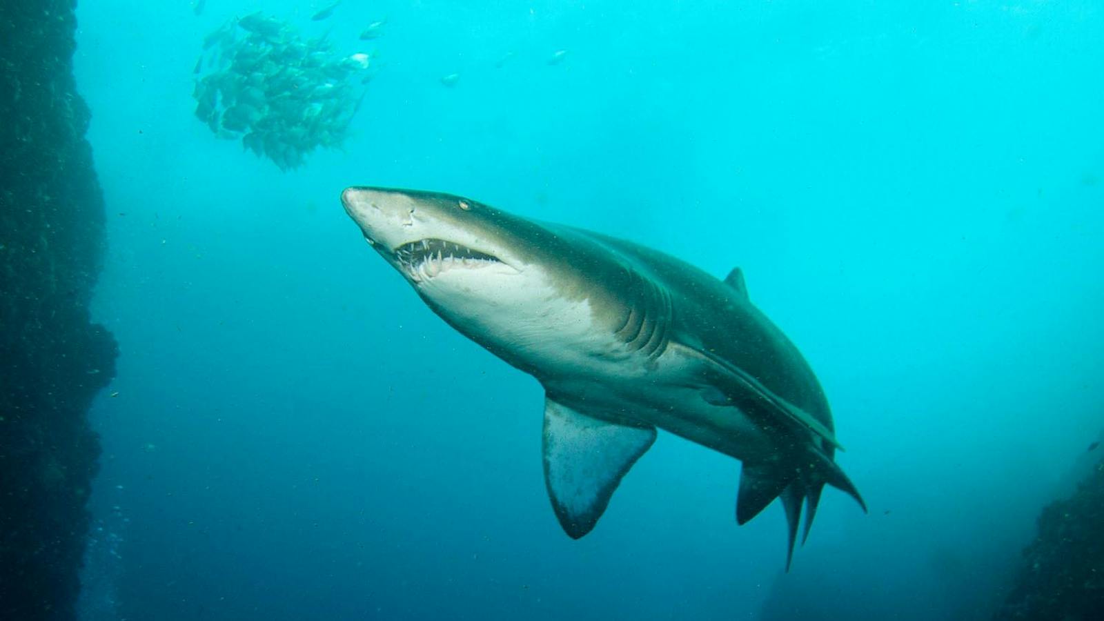 Underwater Safaris