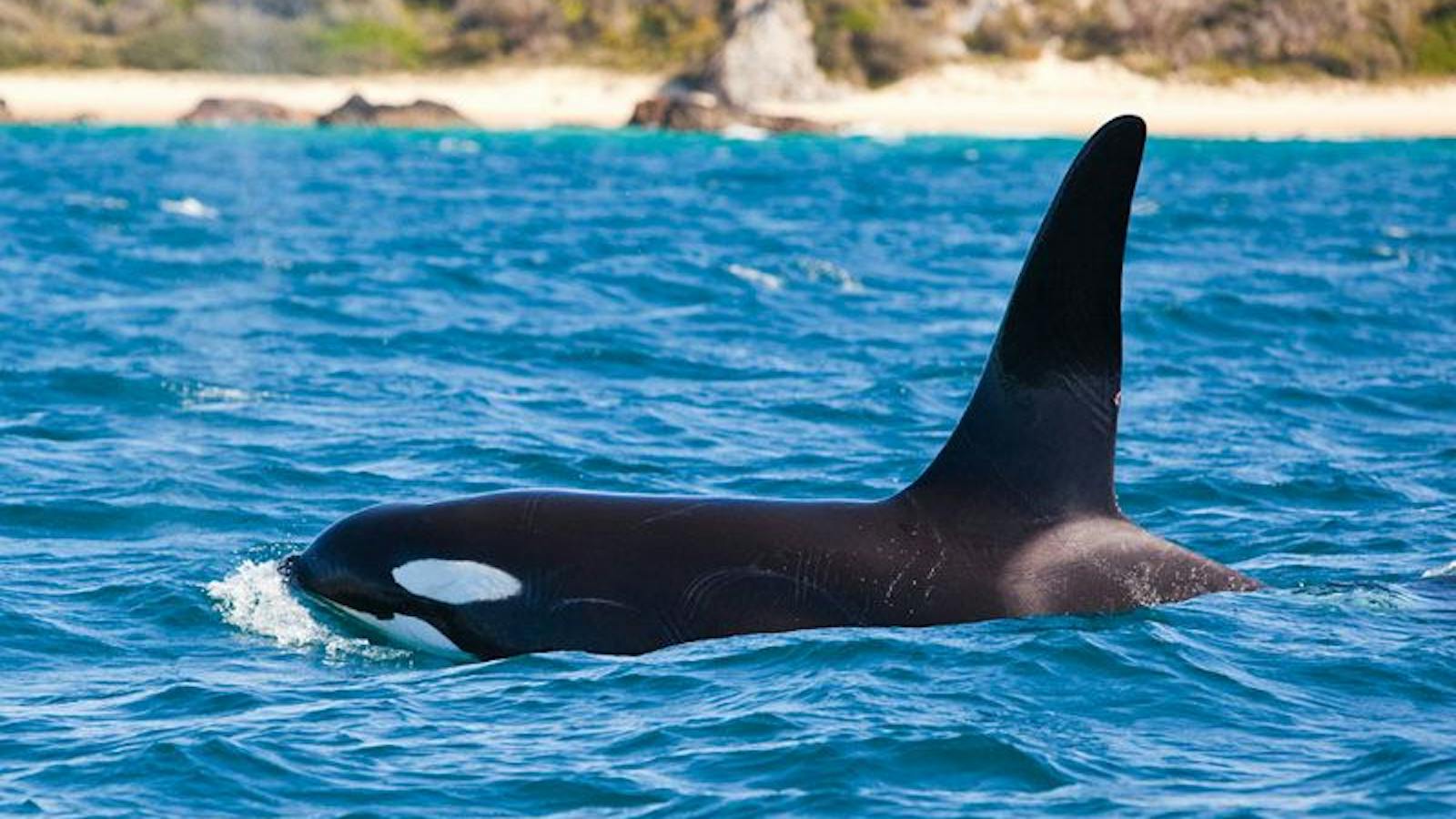 Underwater Safaris