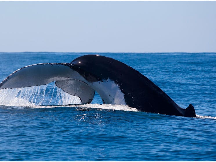 Underwater Safaris