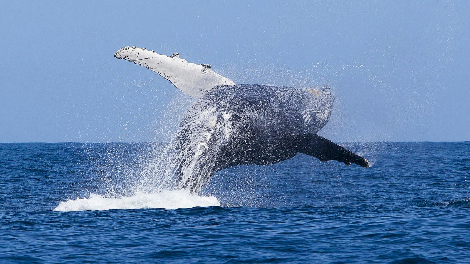 Underwater Safaris