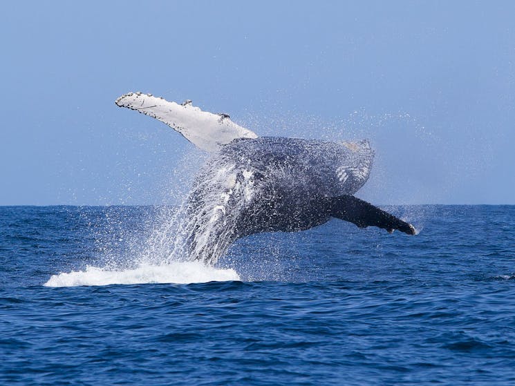 Underwater Safaris