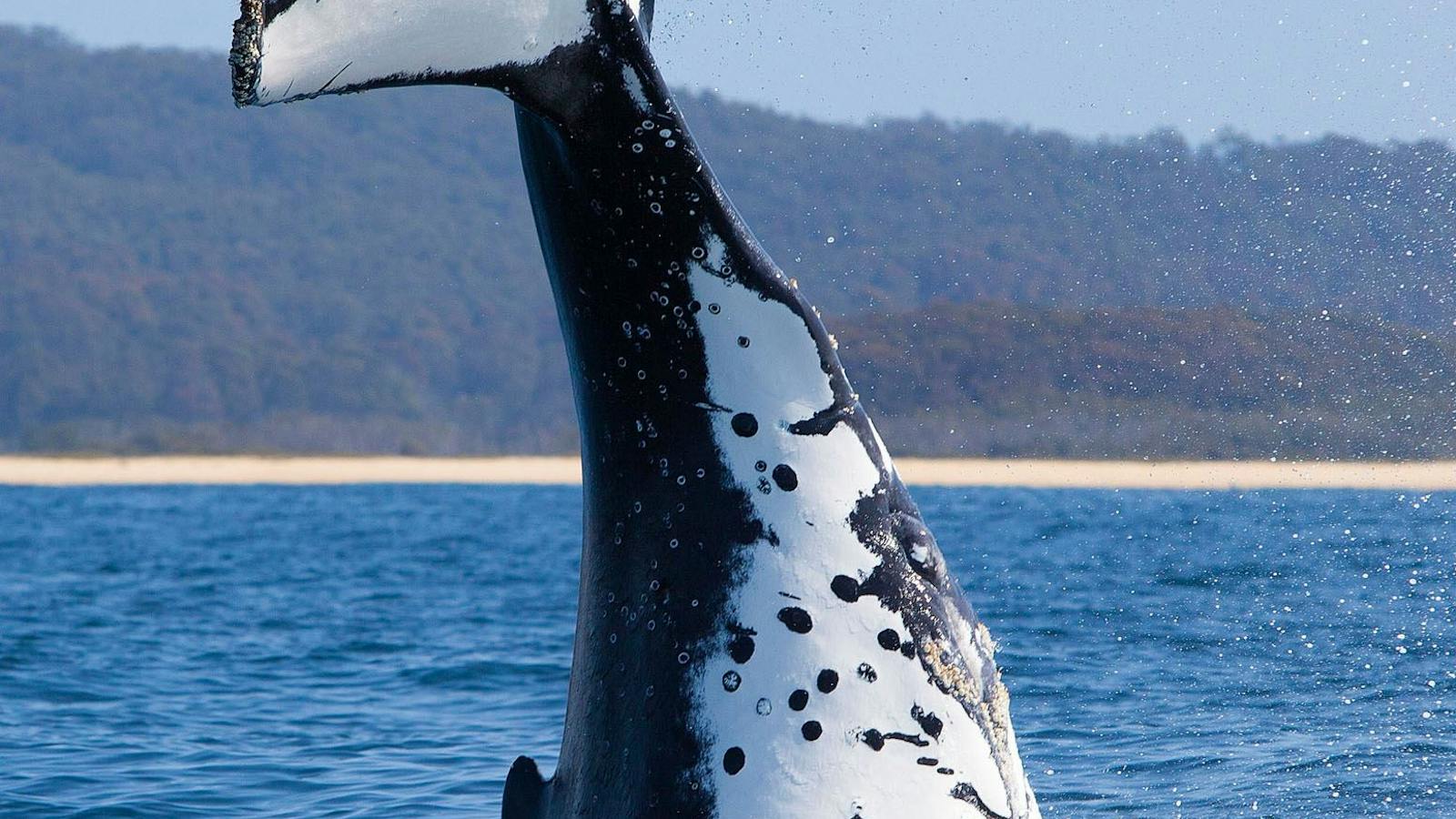 Underwater Safaris