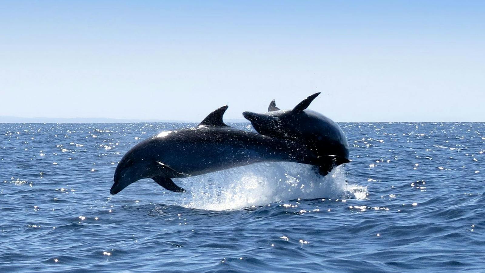 Underwater Safaris
