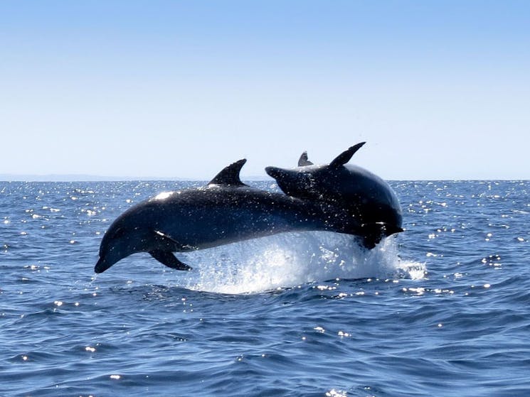 Underwater Safaris