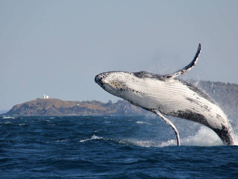 Port Macquarie Cruise Adventures