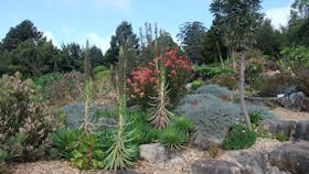 Cactus and other succulents at the Blue Mountains Botanic Gardens