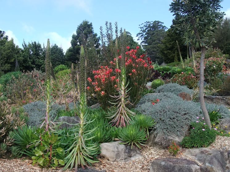 Cactus and other succulents at the Blue Mountains Botanic Gardens