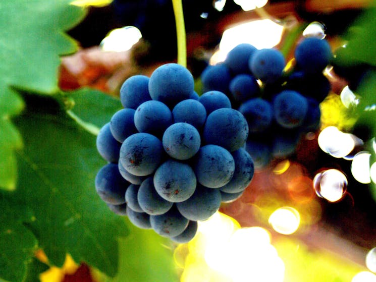 Bunch of Grapes - Ideal growing conditions producing fine wines