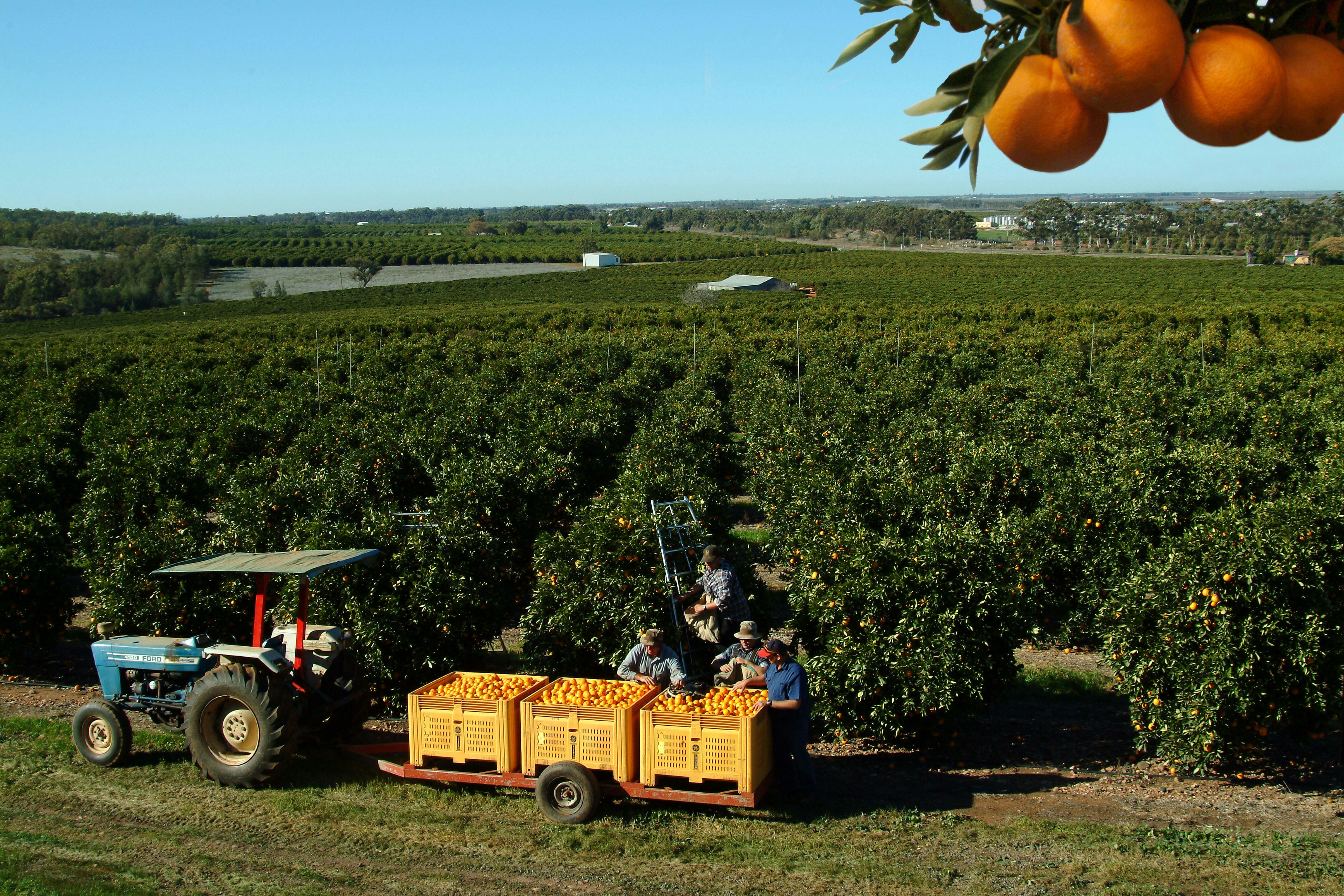 Citrus Harvest