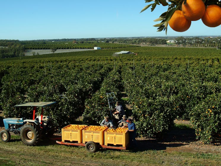 Citrus Harvest