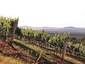 Briar Ridge Vines