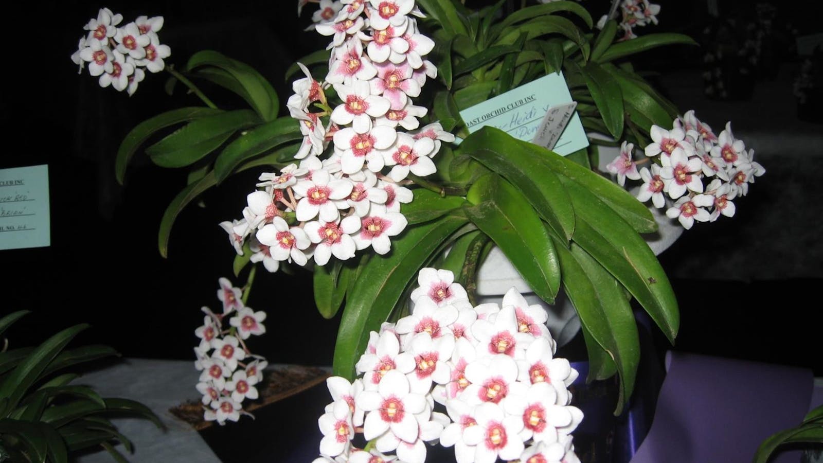 Image for Sapphire Coast Orchid Club Summer Orchid Show
