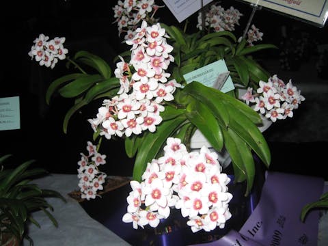 Sapphire Coast Orchid Club Australian Native Orchids Show