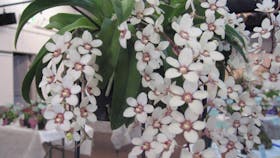 Sapphire Coast Orchid Club Aust.