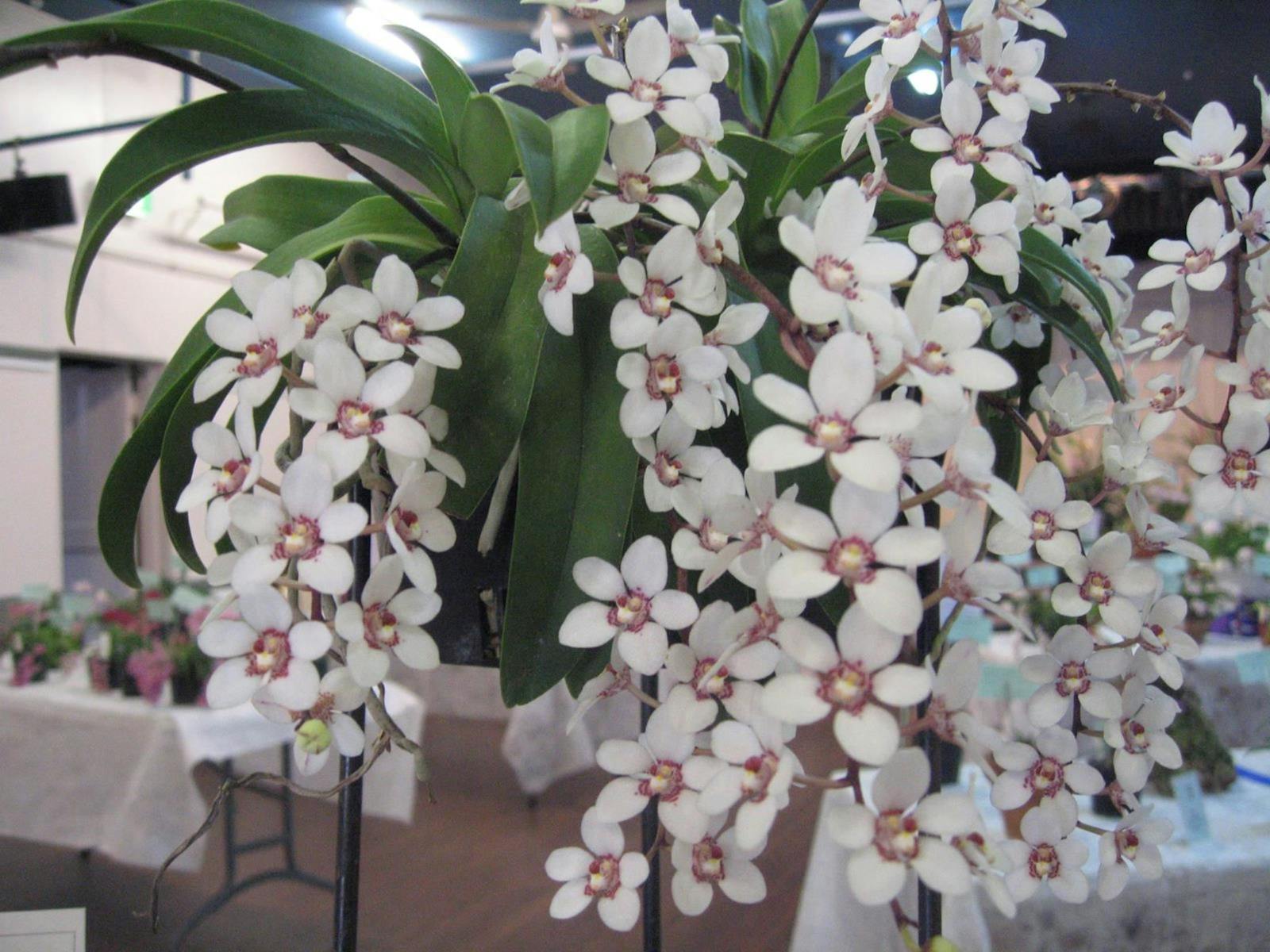 Image for Sapphire Coast Orchid Club Australian Native Orchids Show