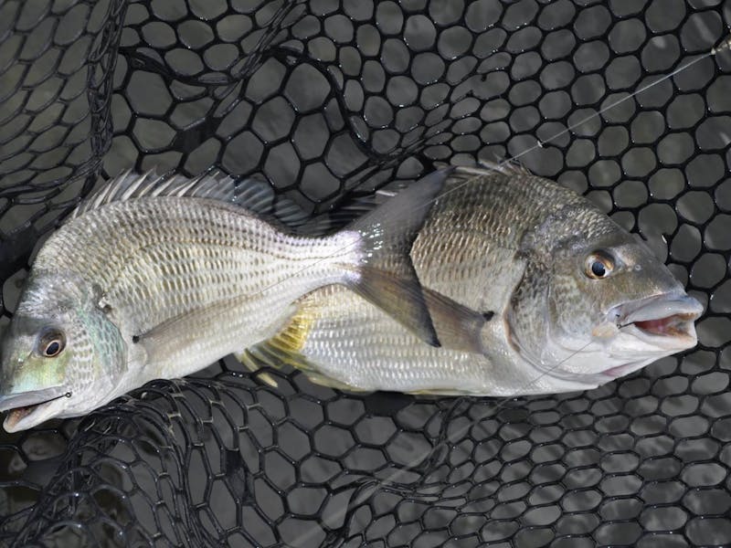DJs Xstream Fishing