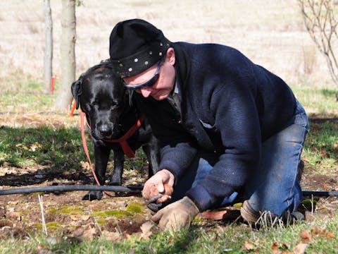 Lowes Mount Truffiere