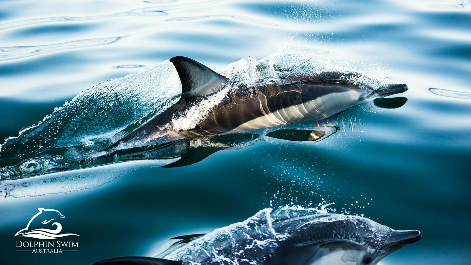 Dolphin Swim Australia