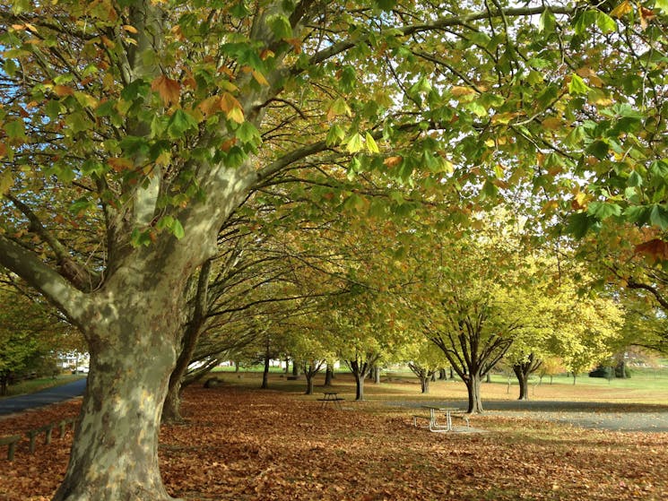 Autumn in Tenterfield - one of the best times to visit