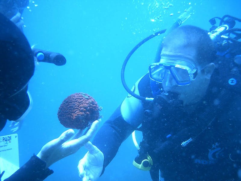 Bilingual Diving Tour At Las Caletas, In Puerto Vallarta, Mexico