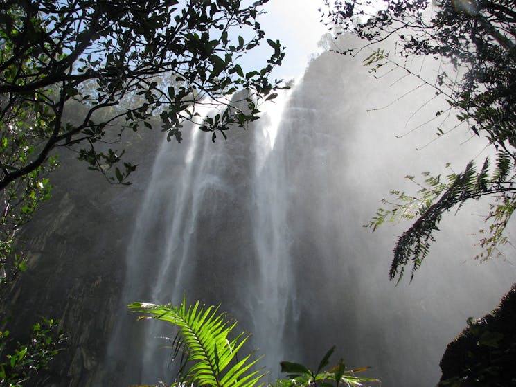 Minyon Falls on a Rainforest Walk