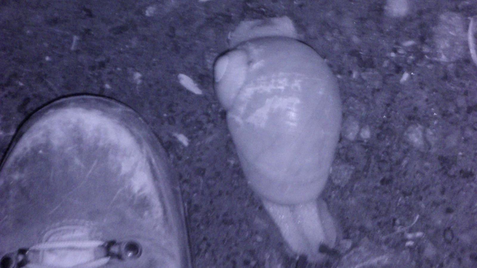 Giant Panda Snail
