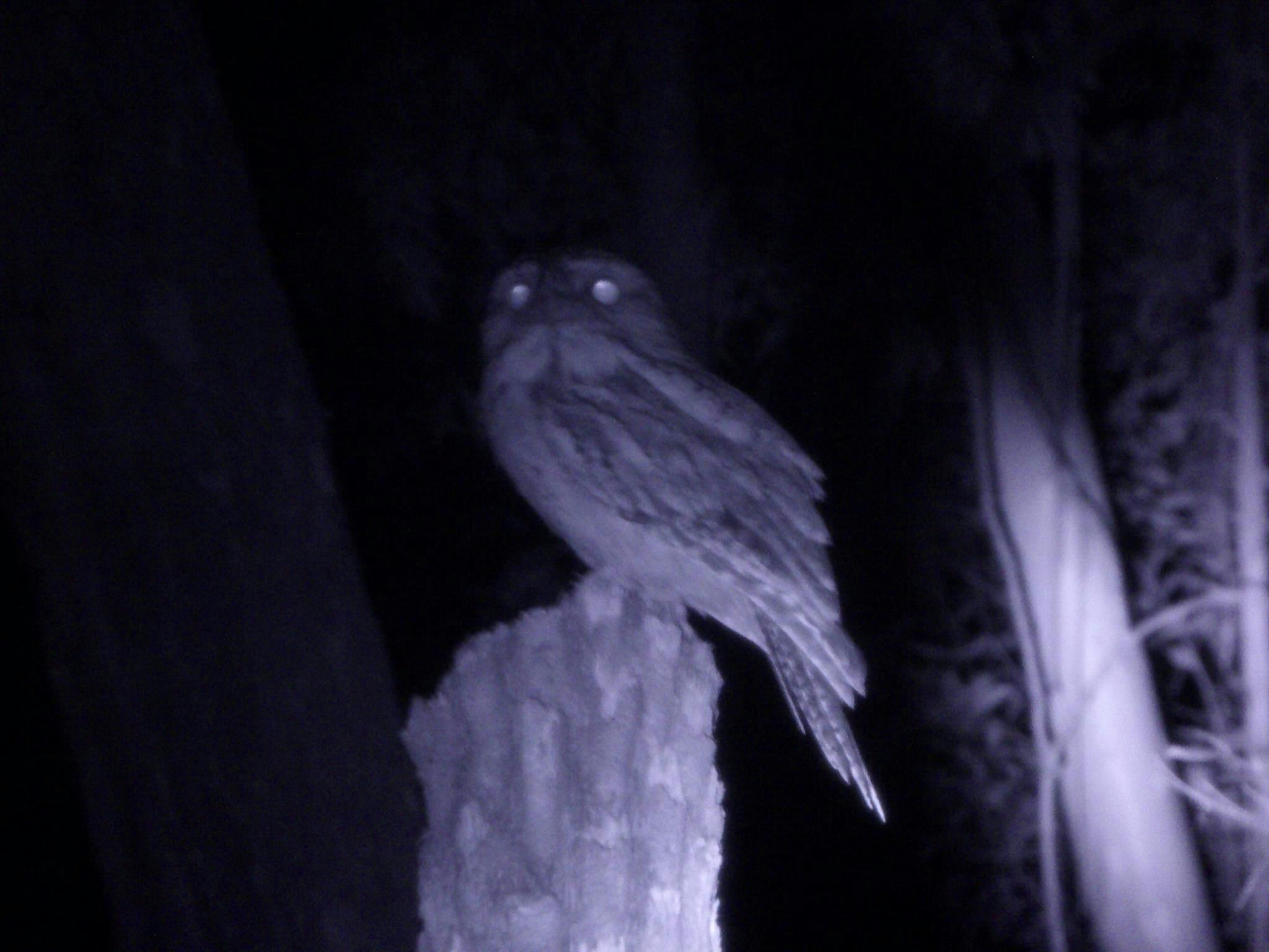 Tawny frogmouth