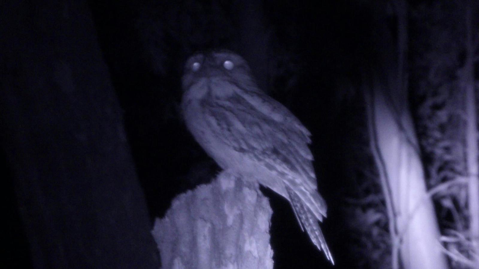 Tawny frogmouth