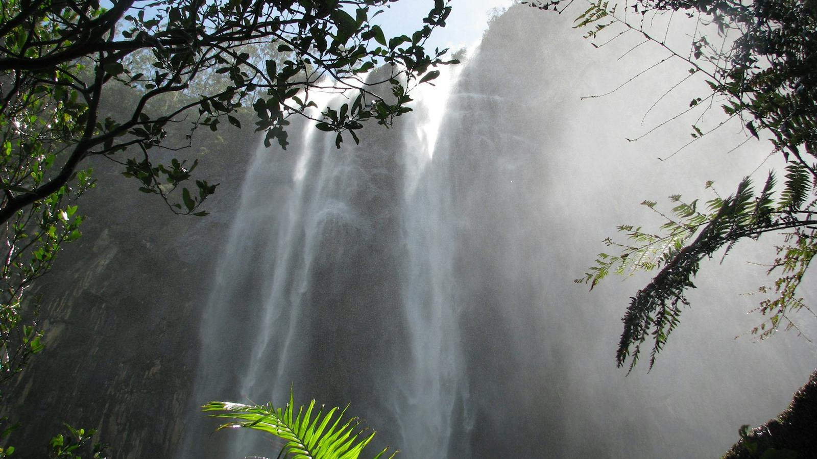Rainforest Walk