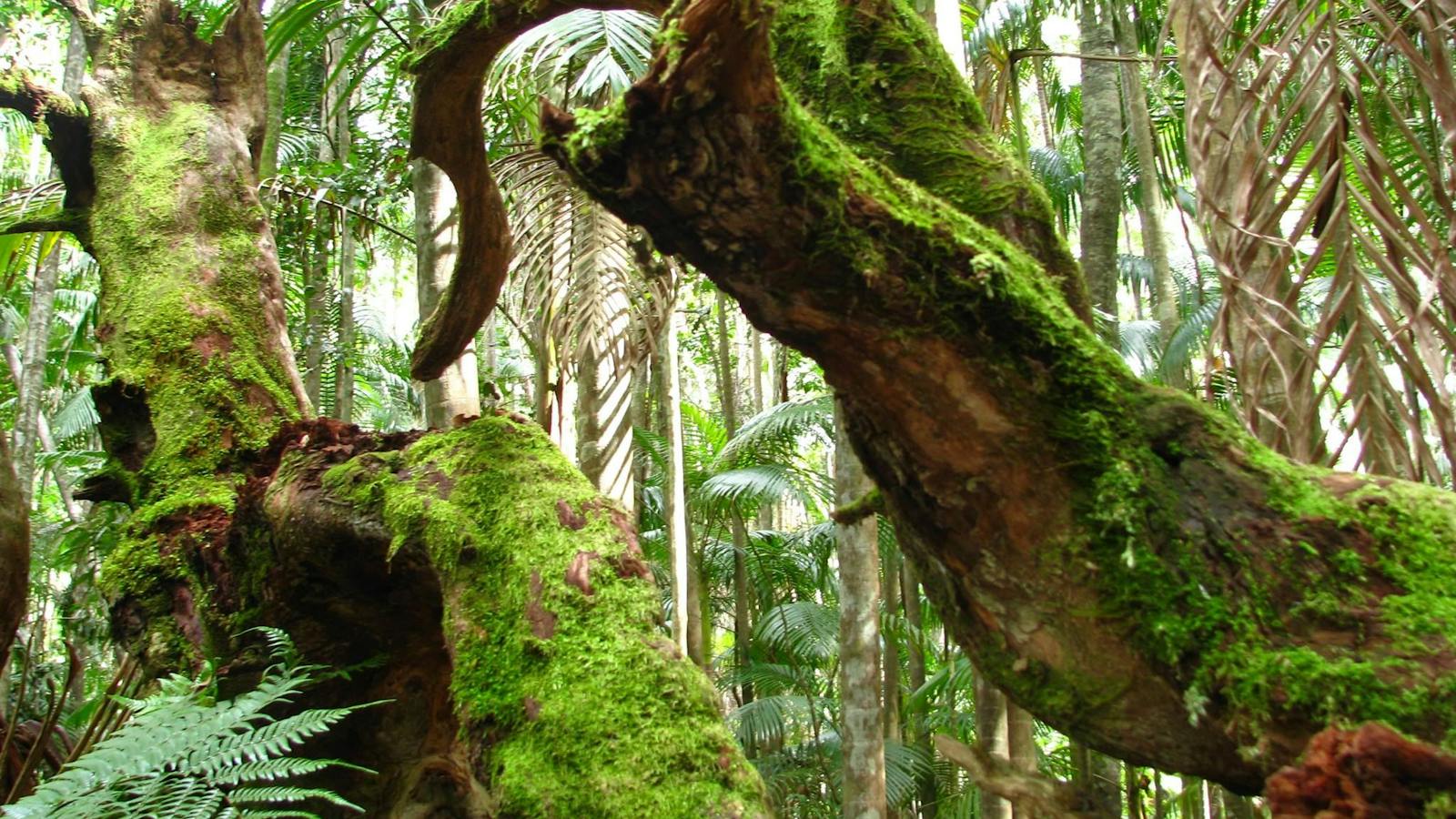 Rainforest Walk