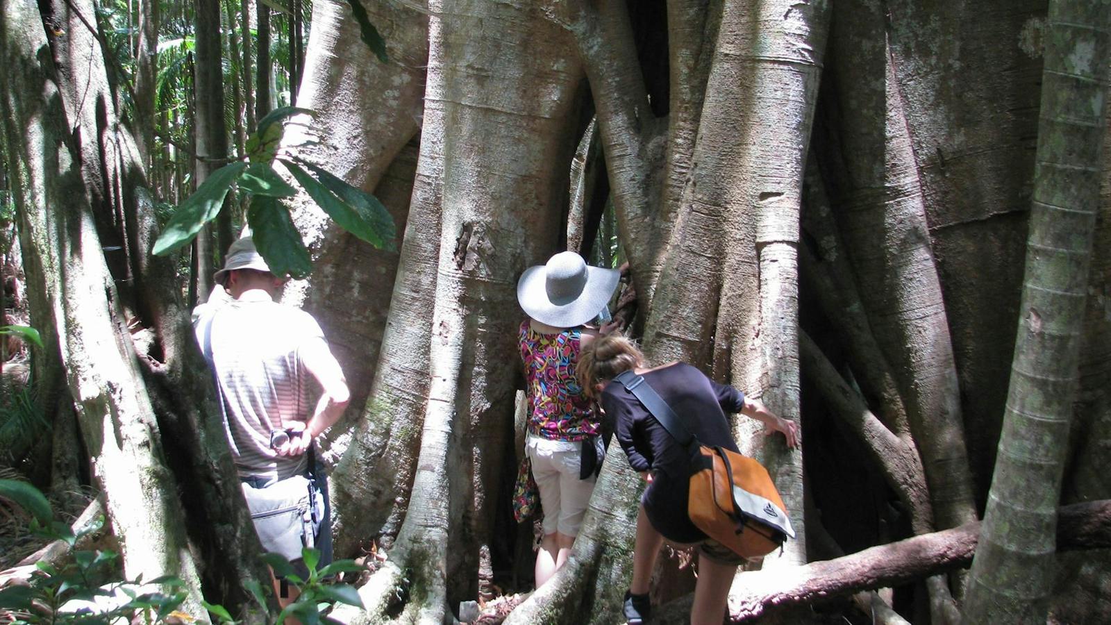 Rainforest Walk