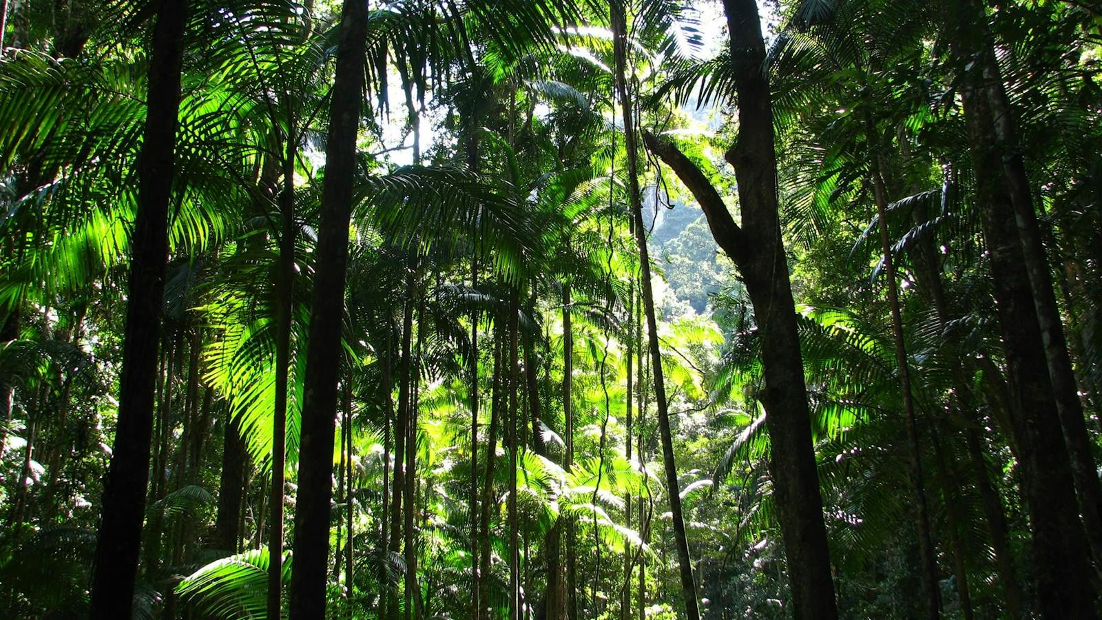 Rainforest Walk