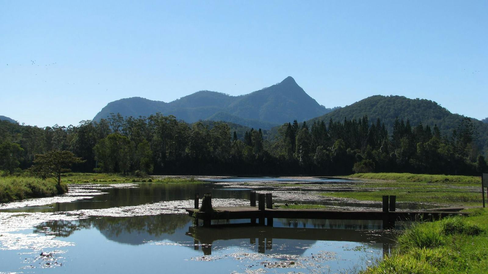 View of Mount Warning from Crams Farm