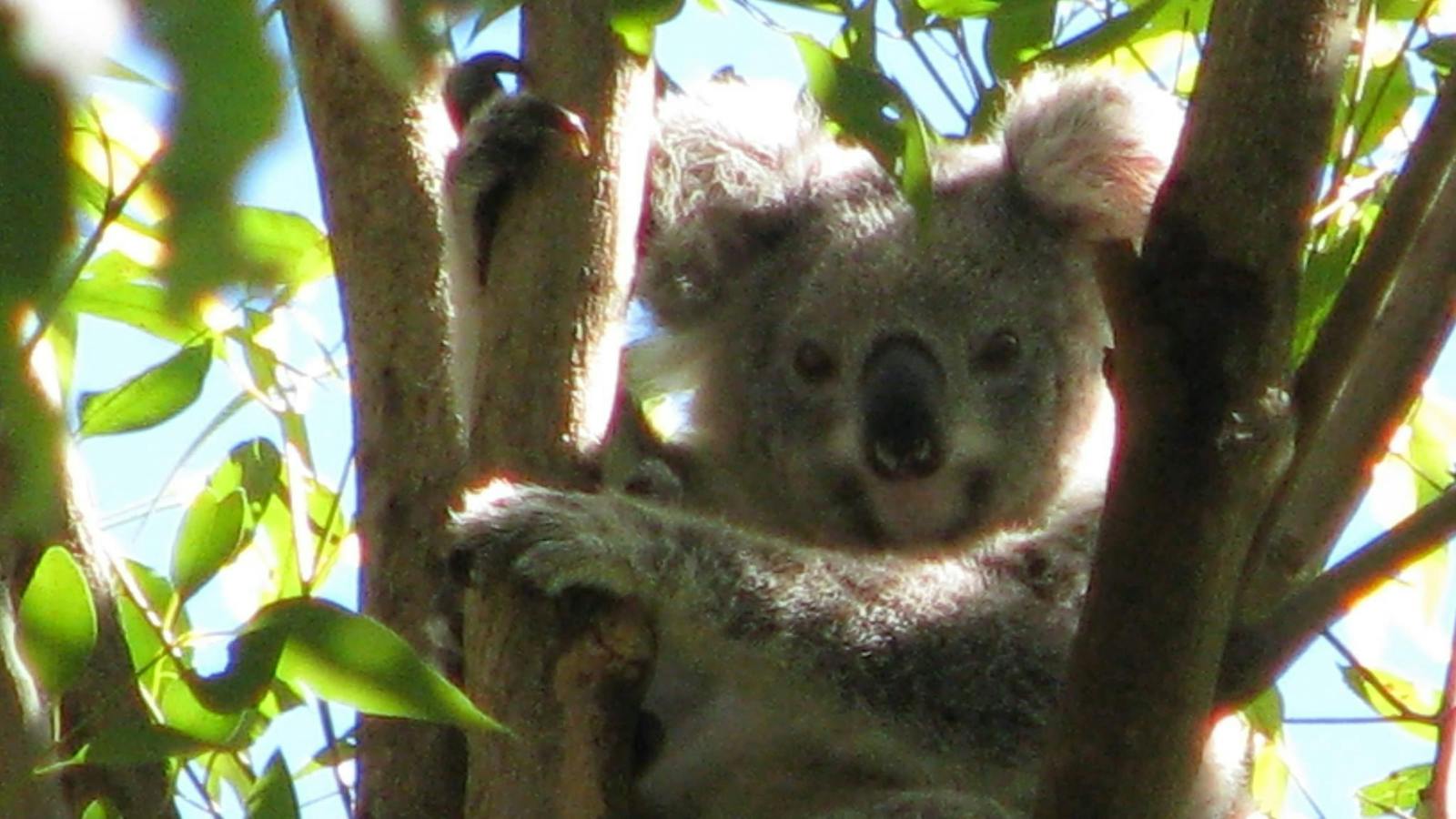Koala on the Wildlife tour