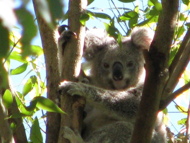Koala on the Wildlife tour