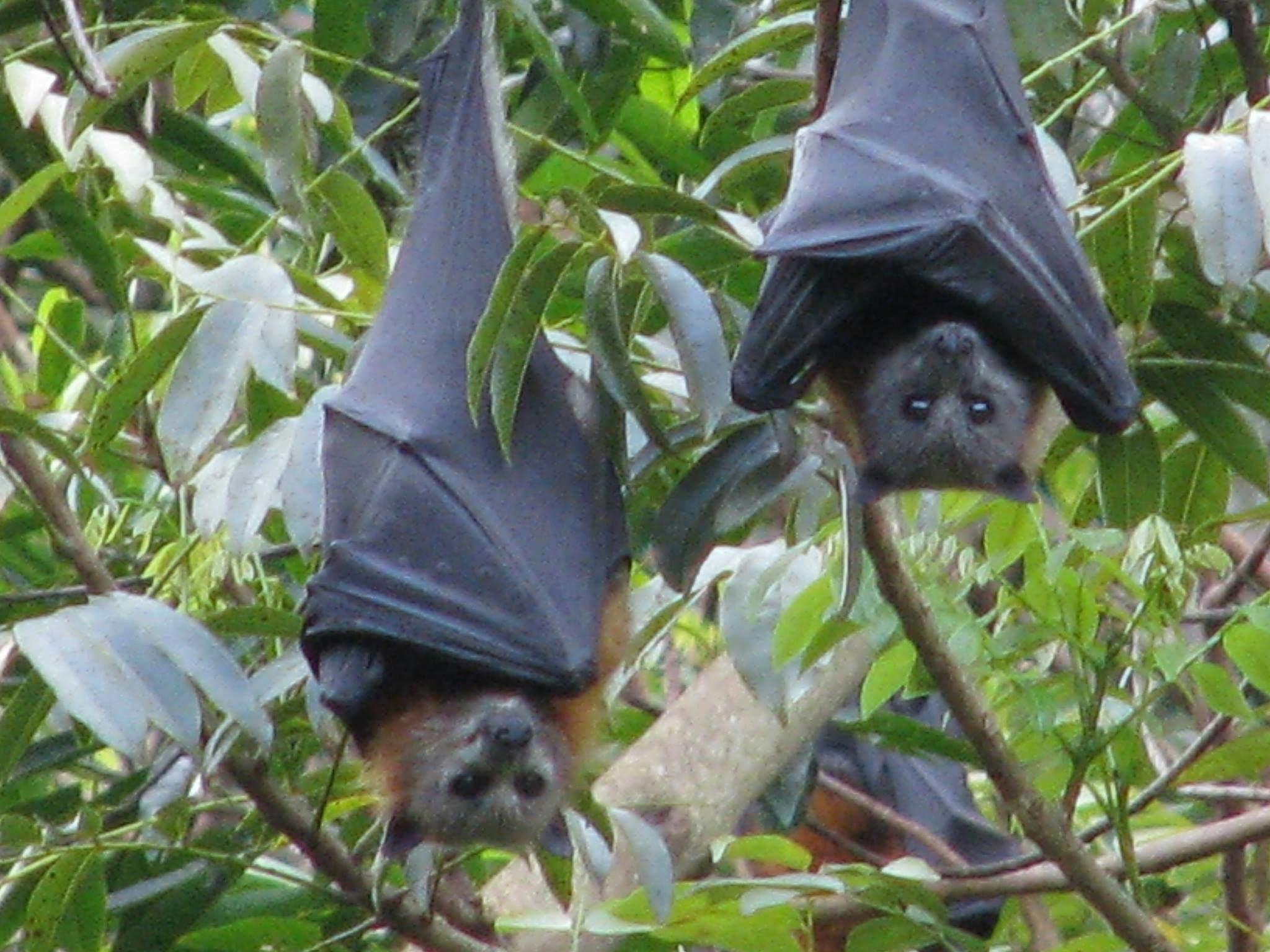 Flying Foxes