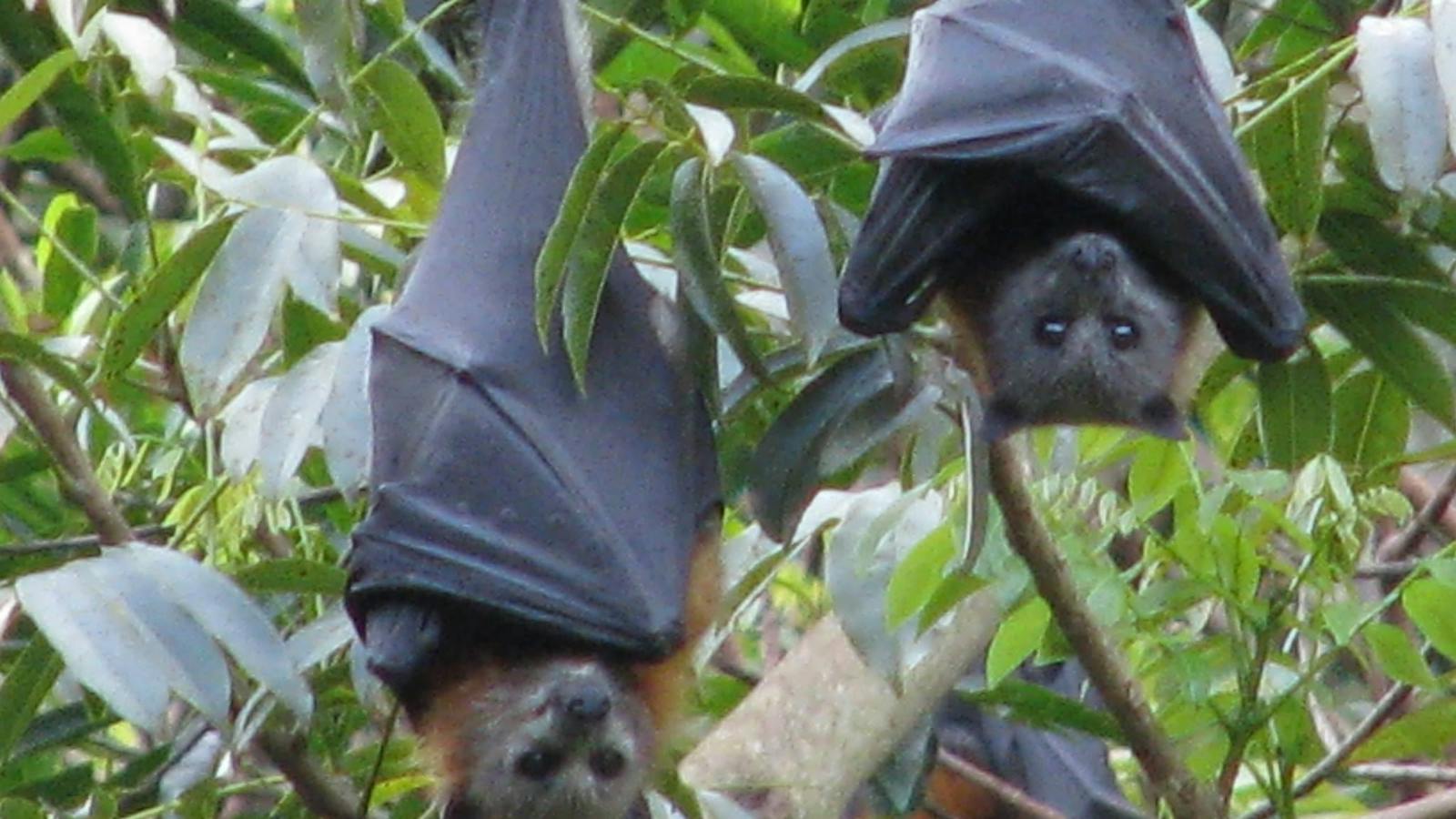 Flying Foxes