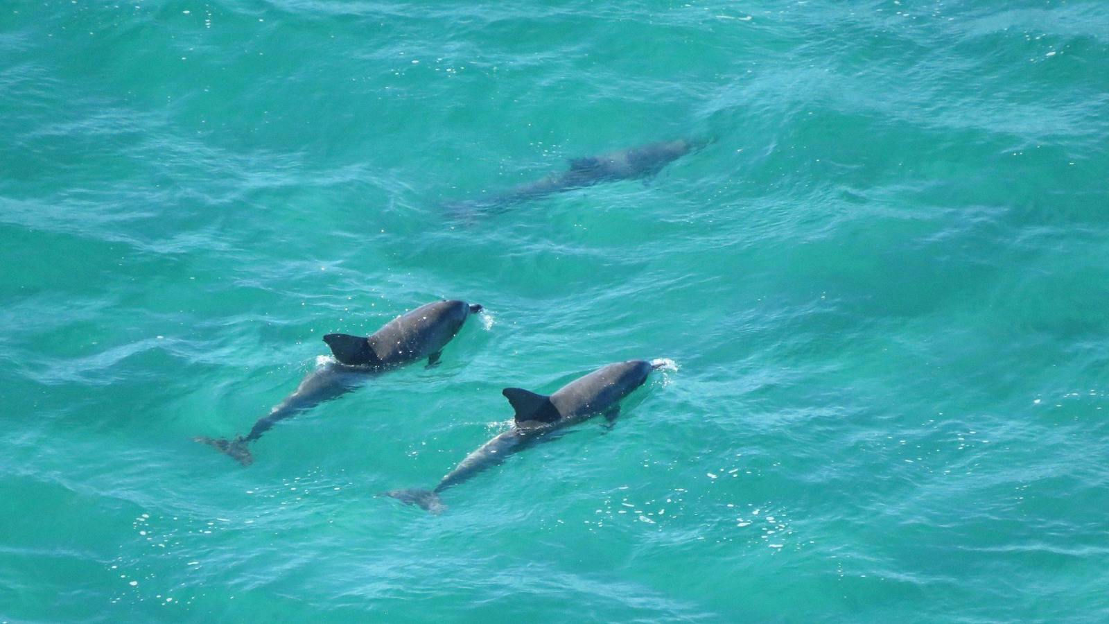 Dolphins