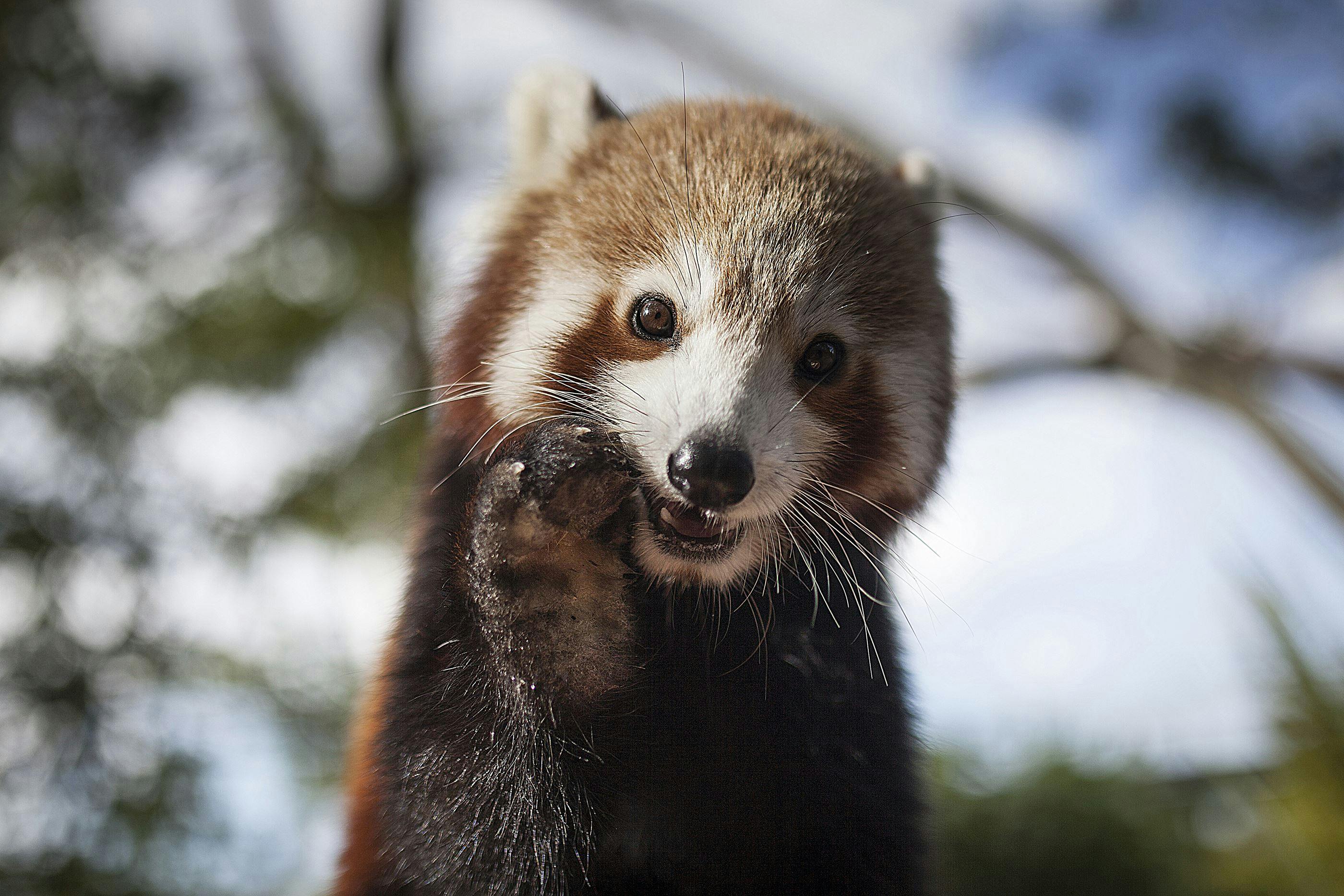 Symbio Wildlife Park