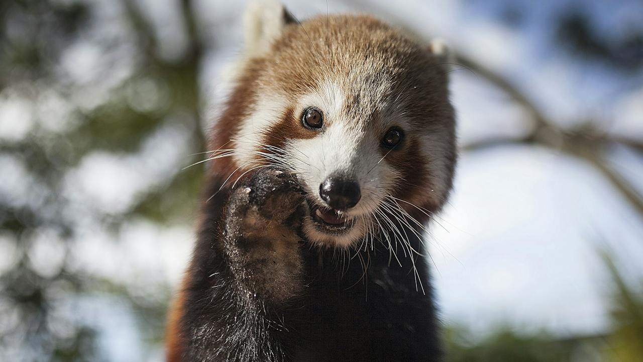 Come say hi to the happiest animals around